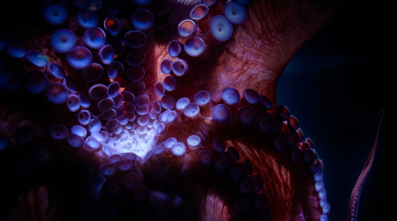 tentacle-magazine-digital-transformation-0